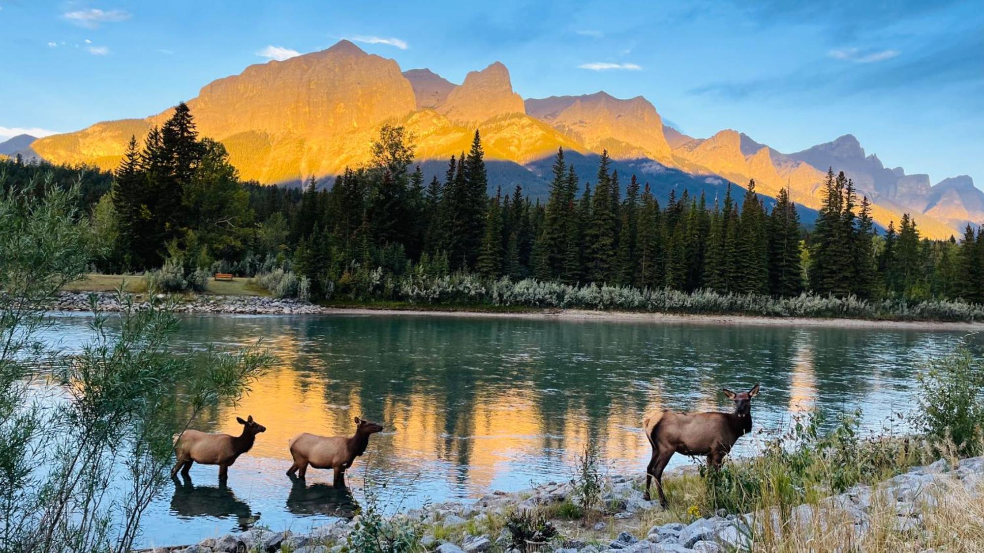 #304 Mountain View 1Br In Canmore Dt Extérieur photo